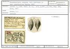 Karteikarte zum Syntyp von Frondicularia sculpta seminuda et parvinuclea Karrer, 1877